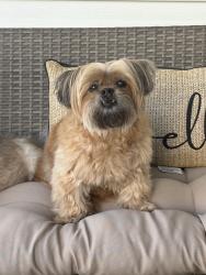 Lost Female Dog last seen Braddock Ridge Dr/Westfields Blvd/Sully Park Dr, Centreville, VA 20120