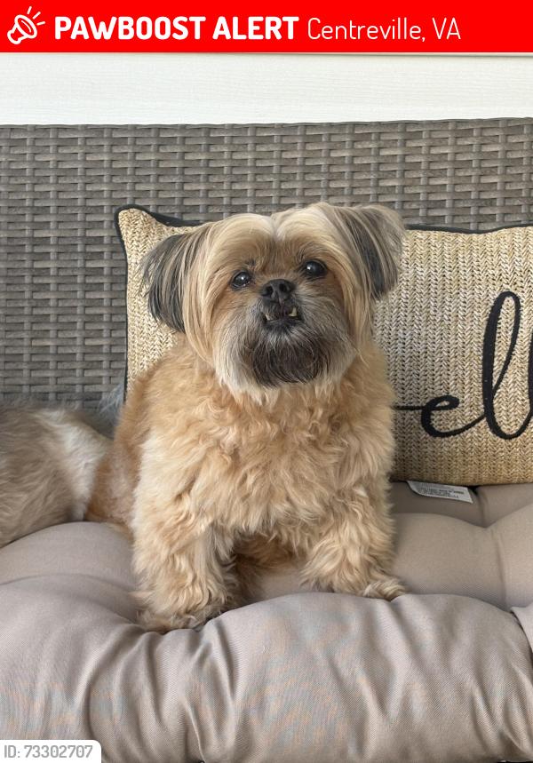 Lost Female Dog last seen Braddock Ridge Dr/Westfields Blvd/Sully Park Dr, Centreville, VA 20120
