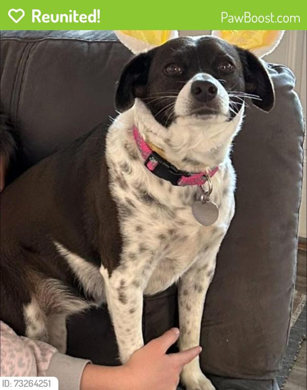 Reunited Female Dog last seen Near S 3200 W, West Valley City, Utah, West Valley City, UT 84119