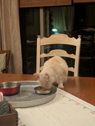 Reunited Male Cat last seen Park Row & Fielder, Arlington, TX 76013