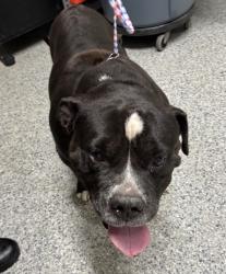 Reunited Unknown Dog last seen Port St. Lucie, Port St. Lucie, FL 34986