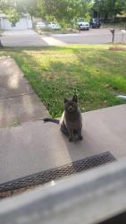 Found/Stray Unknown Cat last seen Flintridge and Dublin area, Colorado Springs, CO 80918