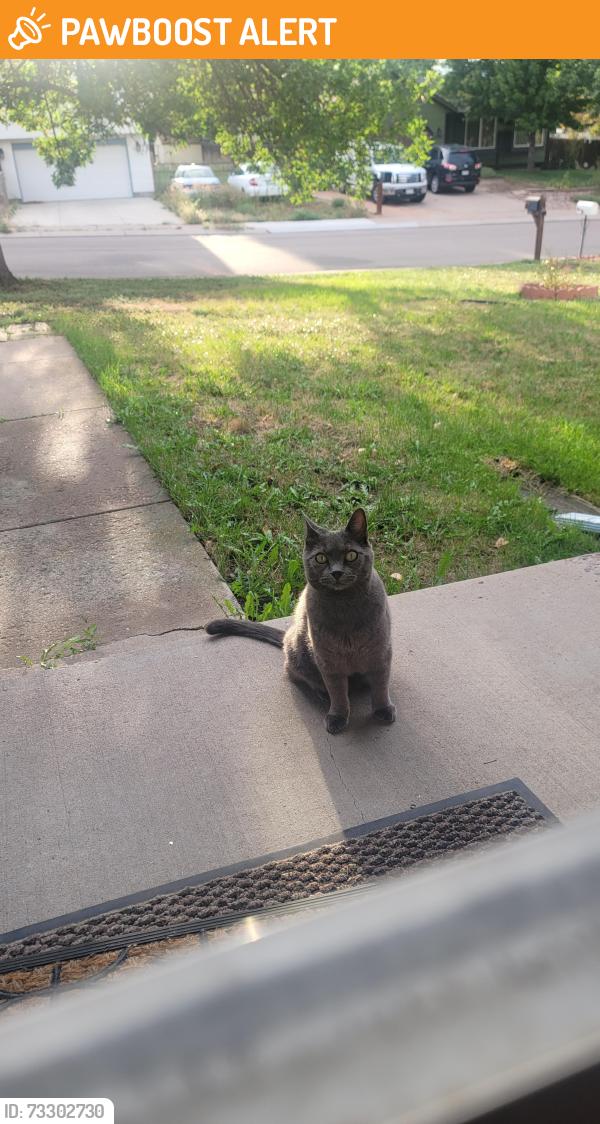 Found/Stray Unknown Cat last seen Flintridge and Dublin area, Colorado Springs, CO 80918