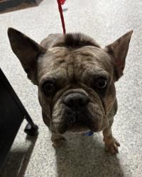 Reunited Unknown Dog last seen Port St. Lucie, Port St. Lucie, FL 34986