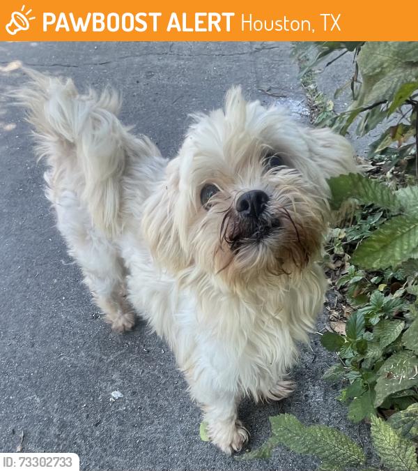 Found/Stray Male Dog last seen Hogan Street, Houston, TX 77009