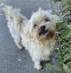Found/Stray Male Dog last seen Hogan Street, Houston, TX 77009