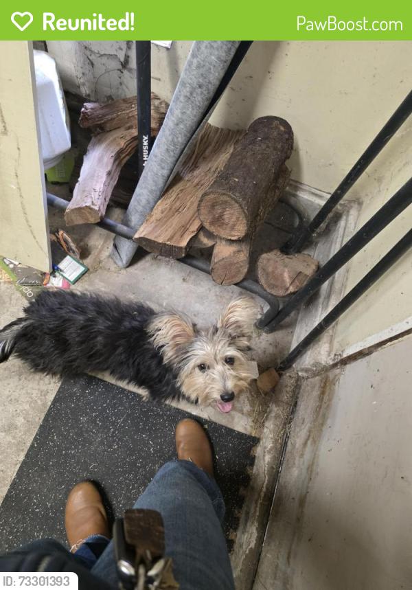 Reunited Female Dog last seen Foothill/Oakview, Hayward, CA 94541