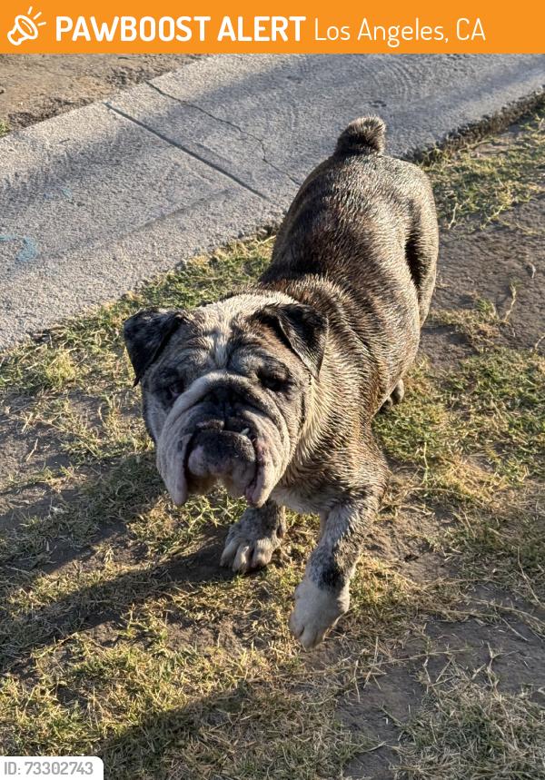 Found/Stray Male Dog last seen 68th & 10th ave, Los Angeles, CA 90043