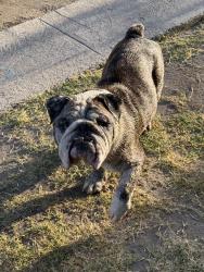 Found/Stray Male Dog last seen 68th & 10th ave, Los Angeles, CA 90043