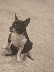 Reunited Male Dog last seen Near south 800 west, Murray, UT 84107