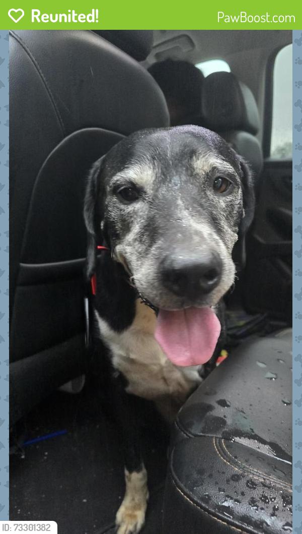 Reunited Male Dog last seen Muscpgee and Twin Pines Cir, Cantonment, FL 32533