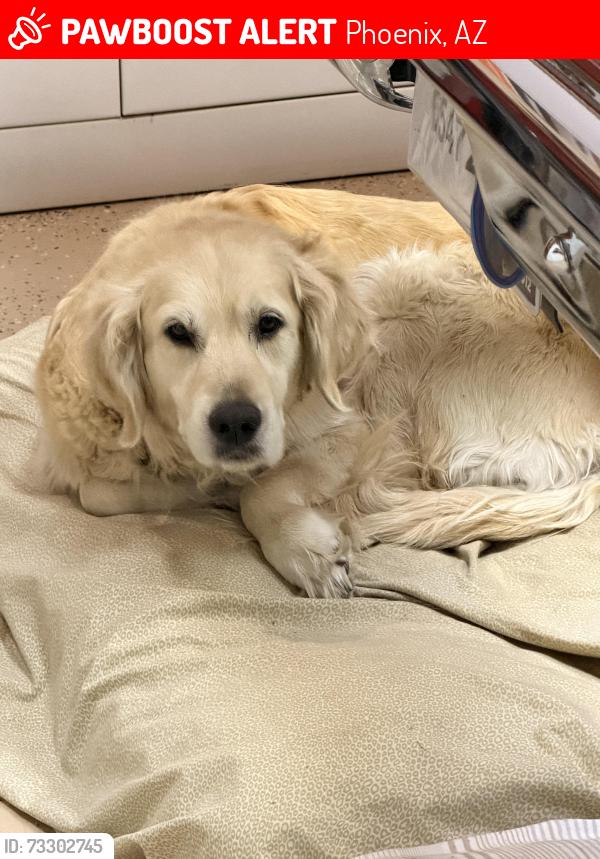 Lost Female Dog last seen 37st and Coronado phx az 85008, Phoenix, AZ 85008