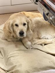Lost Female Dog last seen 37st and Coronado phx az 85008, Phoenix, AZ 85008