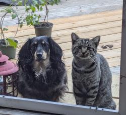 Lost Male Cat last seen Oxley drive Chatham, Chatham-Kent, ON 