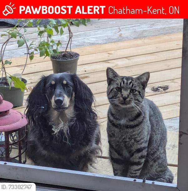 Lost Male Cat last seen Oxley drive Chatham, Chatham-Kent, ON 