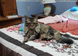 Reunited Male Cat last seen Hwy 40, Independence, MO 64055