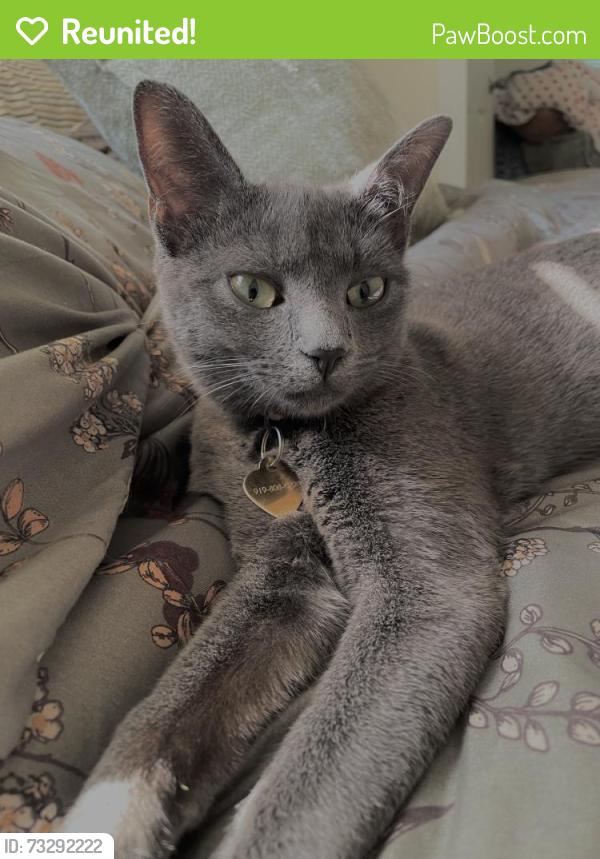 Reunited Female Cat last seen S Alston Ave, Durham, NC 27713