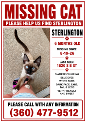 Lost Male Cat last seen 17th and B street, Port Angeles, WA 98363