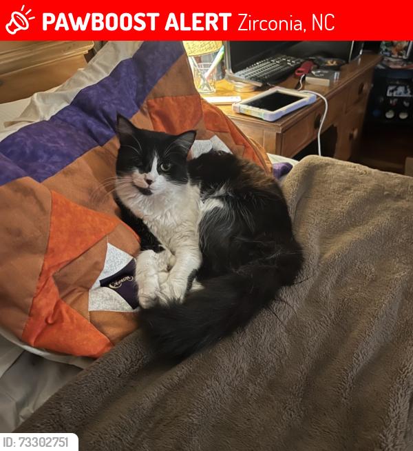 Lost Female Cat last seen Green river road, Zirconia, NC 28790