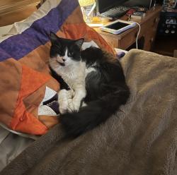 Lost Female Cat last seen Green river road, Zirconia, NC 28790