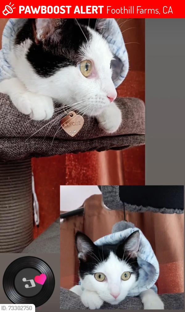 Lost Female Cat last seen Tacomic Dr, Sacramento, CA 95842, Foothill Farms, CA 95842