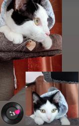 Lost Female Cat last seen Tacomic Dr, Sacramento, CA 95842, Foothill Farms, CA 95842