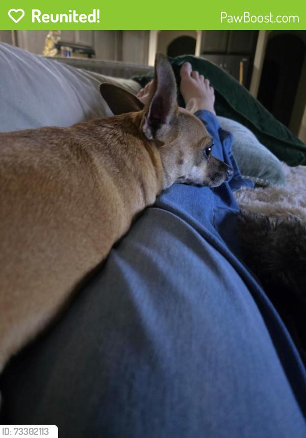 Reunited Female Dog last seen Kallison Ranch- Culebra and Kallison Bend, San Antonio, TX 78254