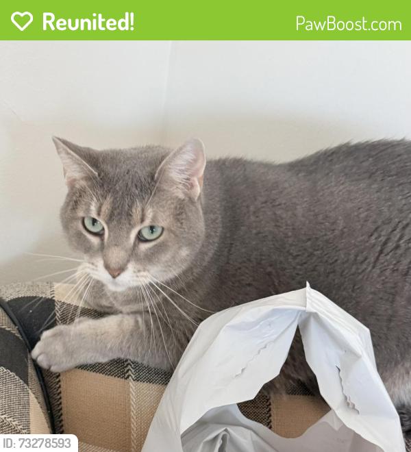 Reunited Female Cat last seen Bel Marin Keys Blvd, Novato, CA 94949