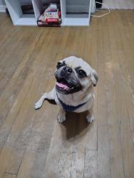 Lost Female Dog last seen Culebra and N general mcmullen, San Antonio, TX 78228