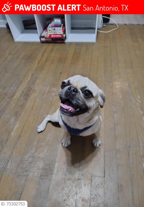 Lost Female Dog last seen Culebra and N general mcmullen, San Antonio, TX 78228