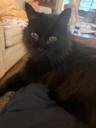 Lost Male Cat last seen Reed Hall MSU, Morehead, KY 40351