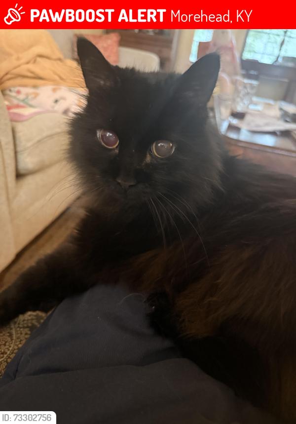 Lost Male Cat last seen Reed Hall MSU, Morehead, KY 40351