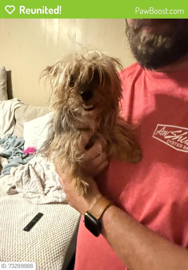 Reunited Female Dog last seen N University Ave and Prejean RD, Carencro, LA 70520