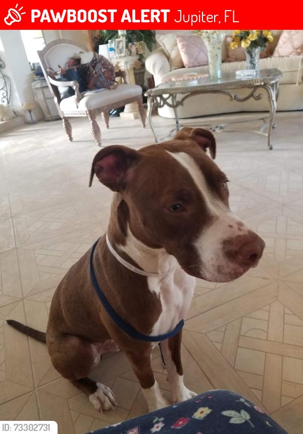 Lost Male Dog last seen Near th CT n, Jupiter, FL 33478