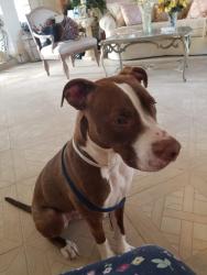 Lost Male Dog last seen Near th CT n, Jupiter, FL 33478