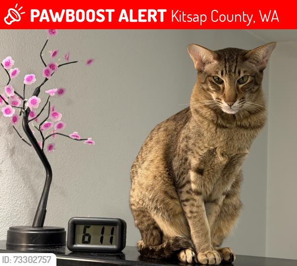 Lost Male Cat last seen NW Ioka Drive & NW Ioka Way, Kitsap County, WA 98383