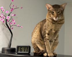 Lost Male Cat last seen NW Ioka Drive & NW Ioka Way, Kitsap County, WA 98383