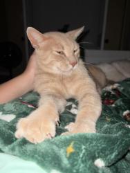 Reunited Male Cat last seen Garth Rd, Baytown, TX 77521