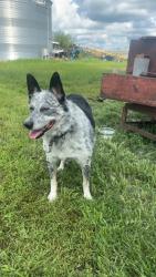 Found/Stray Male Dog last seen New hope rd Jamestown ohio, Jamestown, OH 45335