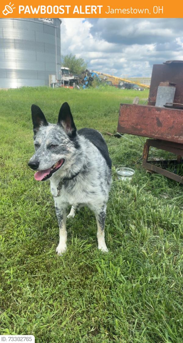 Found/Stray Male Dog last seen New hope rd Jamestown ohio, Jamestown, OH 45335