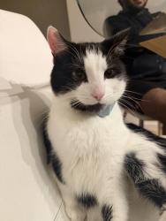 Reunited Male Cat last seen Near cross street, West Footscray, VIC 3012