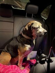 Reunited Female Dog last seen Whites Creek Pike and Green Ln intersection by Shell gas station, Nashville, TN 37189
