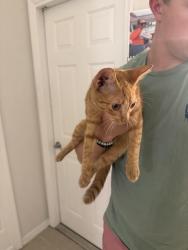 Found/Stray Female Cat last seen Groves at Baytree, Tavares, FL 32778