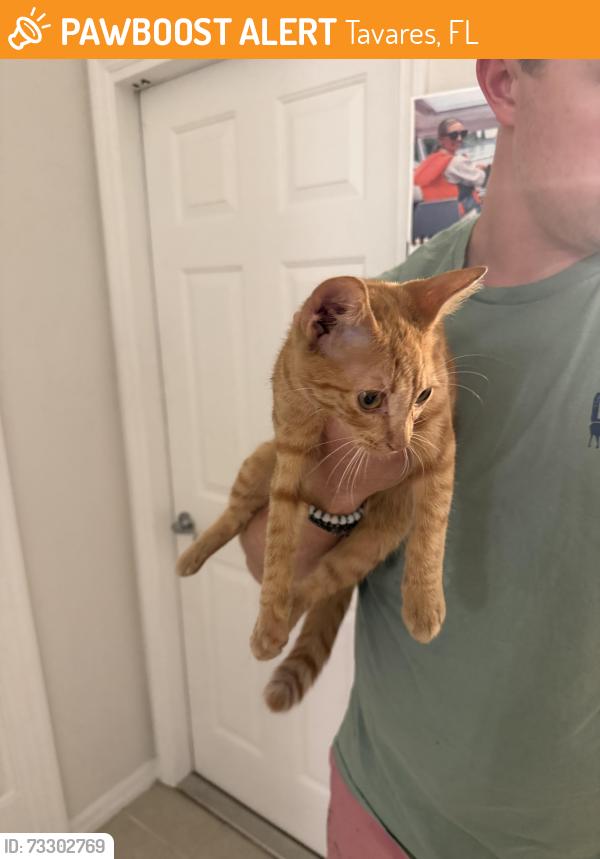 Found/Stray Female Cat last seen Groves at Baytree, Tavares, FL 32778
