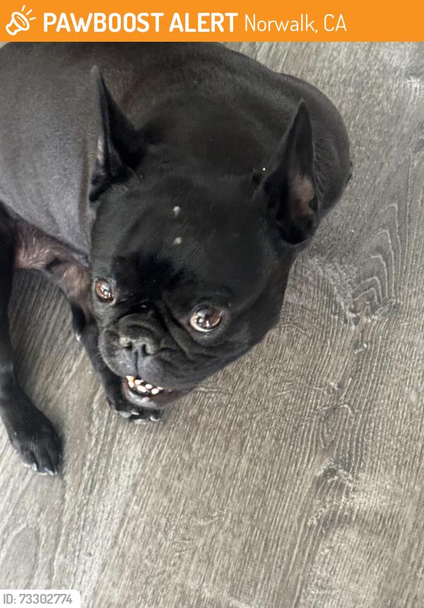 Found/Stray Female Dog last seen Leffingwell, Norwalk, CA 90650