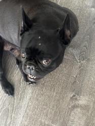 Found/Stray Female Dog last seen Leffingwell, Norwalk, CA 90650