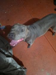 Reunited Female Dog last seen 98th and Gibson, Albuquerque, NM 87121