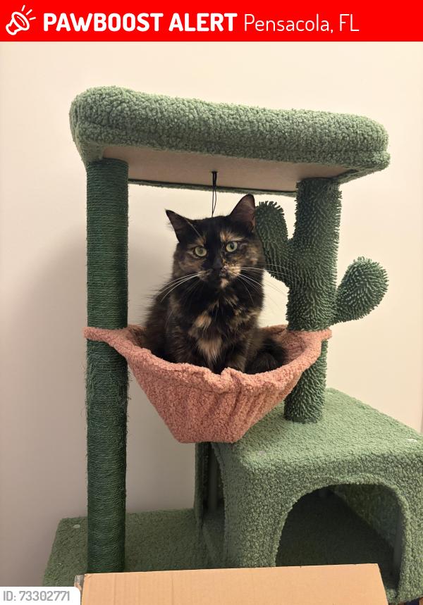 Lost Female Cat last seen Near E ten mile rd, Pensacola, FL 32514