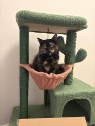 Lost Female Cat last seen Near E ten mile rd, Pensacola, FL 32514