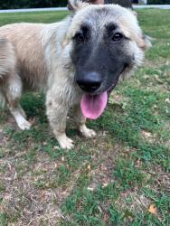 Reunited Female Dog last seen S 87th E Ave & 116, Bixby, OK 74008